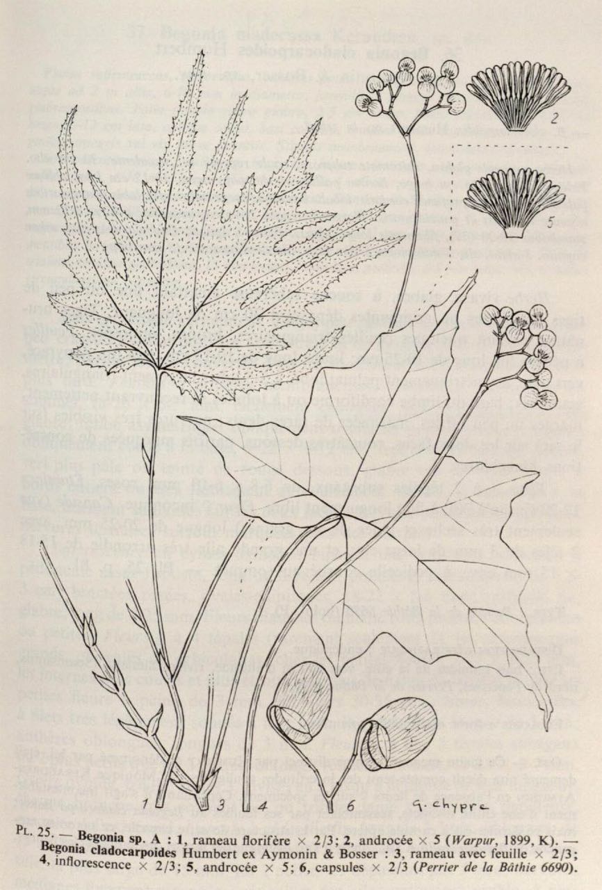 B. cladocarpoides